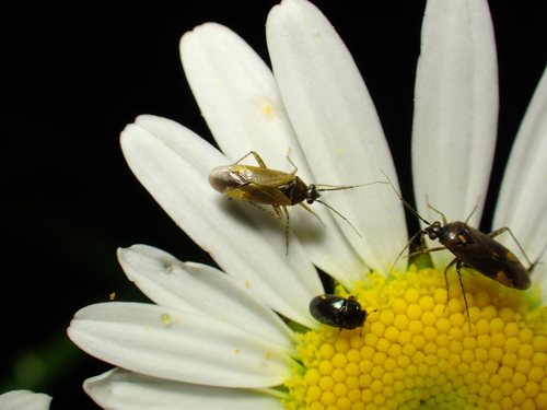 Common Nettle Flower Bug