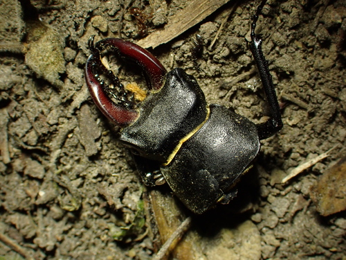 European Stag Beetle