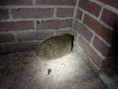 Common Hedgehog