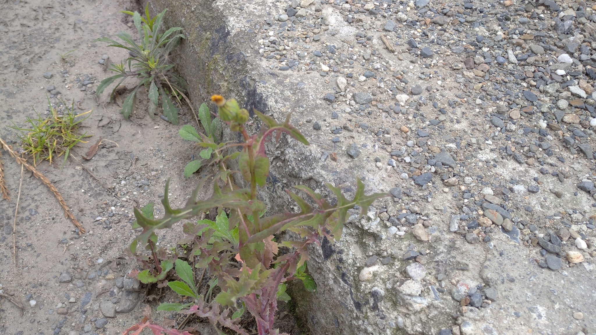 Sonchus oleraceus image