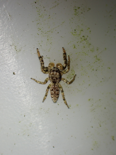 Fencepost jumping spider