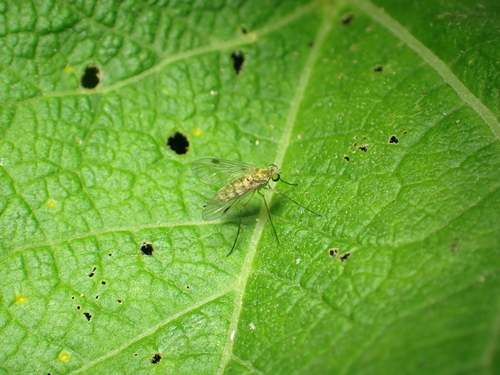 Little Snipefly