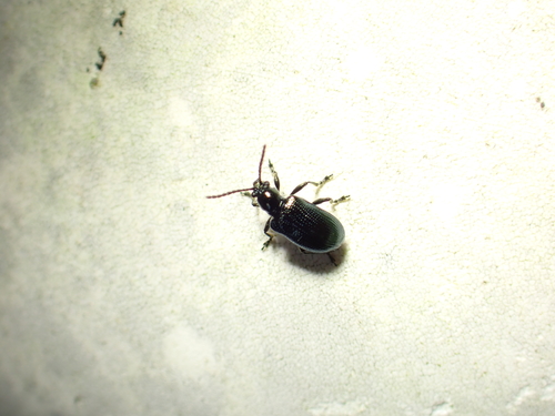 Oulema obscura