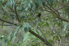 Setophaga ruticilla