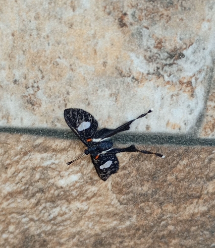 Spotted Tailwing
