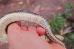 Paraphimophis rusticus