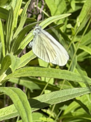 Wood White