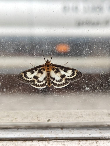 Small Magpie