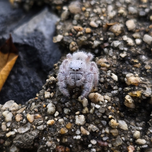 Paraphidippus fartilis (Paraphidippus fartilis)