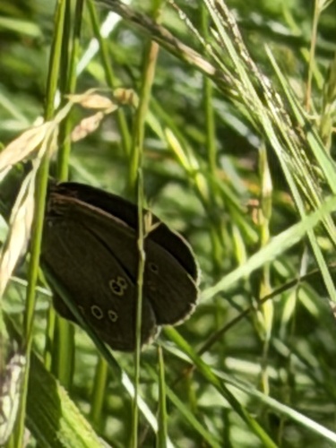Ringlet