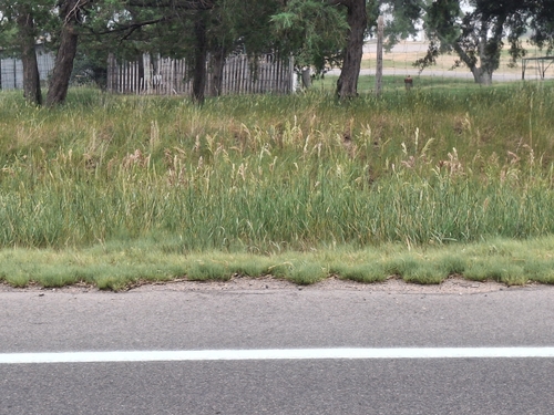 Smooth Brome