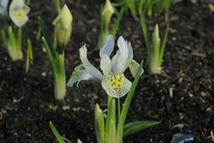 Tracheophyta
