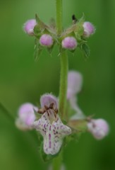 Stachys rigida