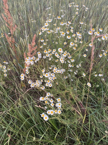 scentless mayweed