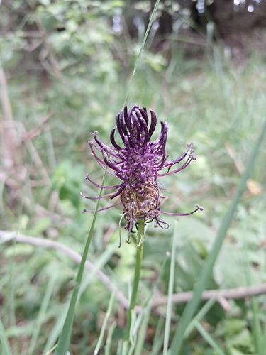 Phyteuma nigrum, 2026-06-23