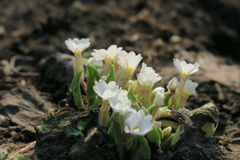 Tracheophyta