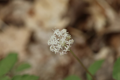 Panax trifolius, photograph 5