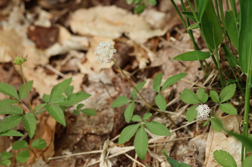 Panax trifolius, photograph 6