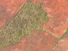 Thuidium peruvianum