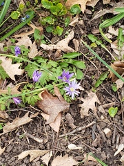 Anemonoides apennina