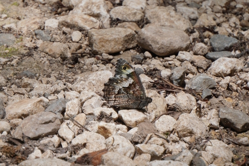 Eastern Rock Grayling