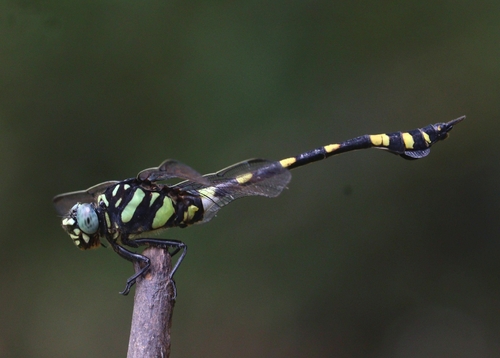 Indian Common Clubtail