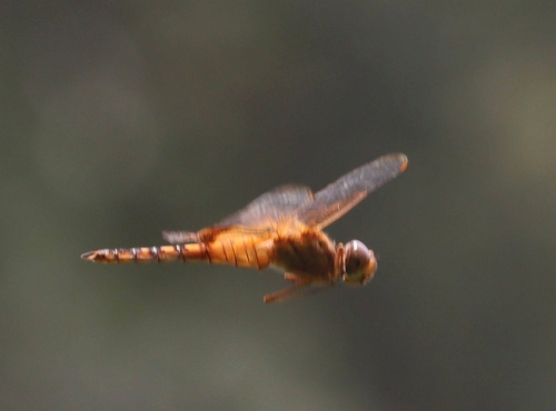 Amber-winged Glider