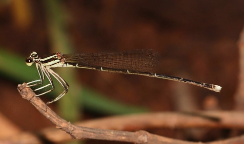 Black-kneed Featherleg