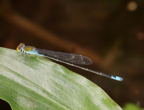 Orange-faced Sprite
