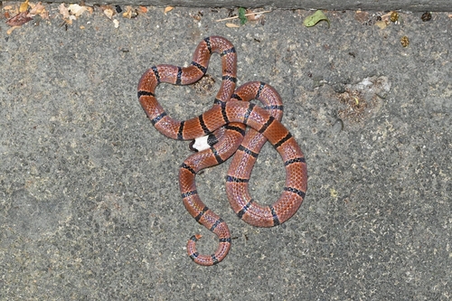 Guangxi Coral Snake