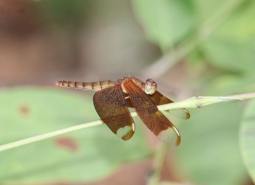 Russet Percher