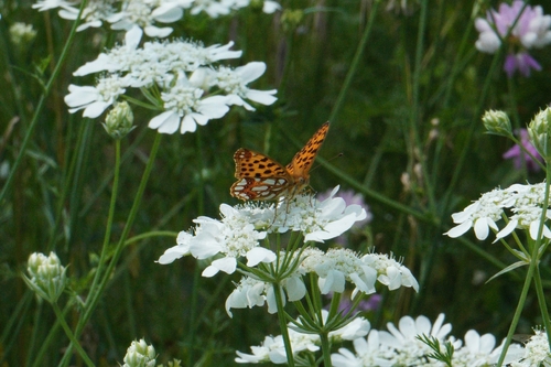 Queen of Spain Fritillary
