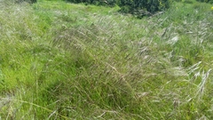 Stipa