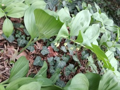 Polygonatum latifolium