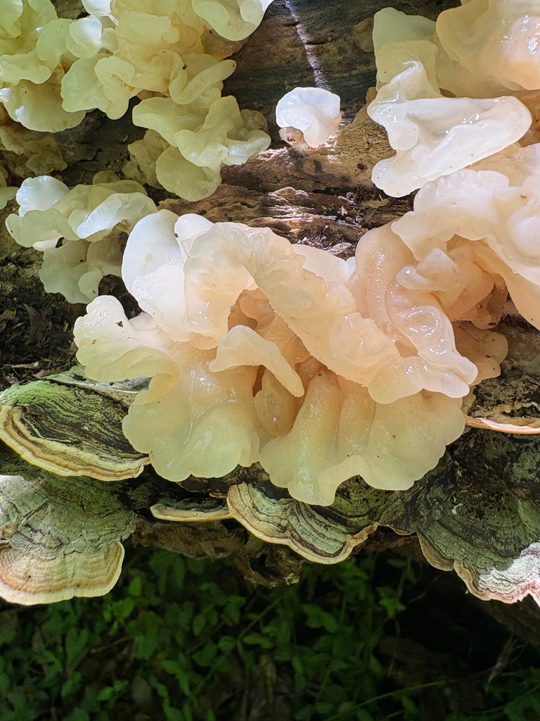 white jelly fungus · June 2026 · photo: Photo: no rights reserved · iNaturalist