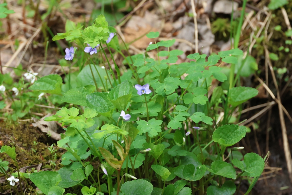 Viola cucullata; photograph (c) er-birds, some rights reserved (CC BY)