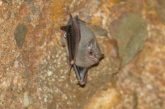 Balantiopteryx plicata
