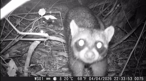 Crab-eating Raccoon