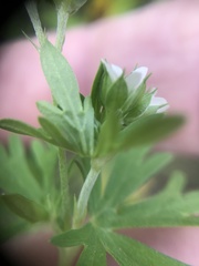 Geranium texanum