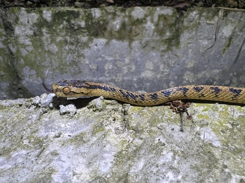 Boulenger's Slug Snake