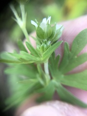 Geranium texanum