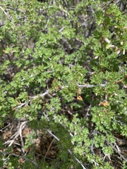 Ribes montigenum
