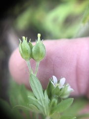 Geranium texanum