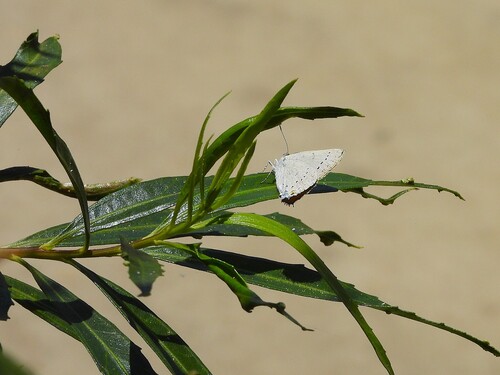 iNaturalist observation photo of Dryope Hairstreak