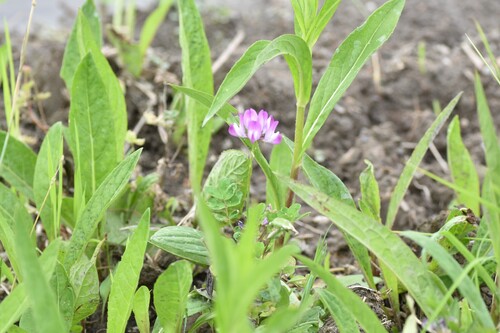 Astragalus sinicus observed 2026-06-23
