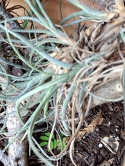 Tillandsia baileyi