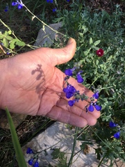 Salvia chamaedryoides