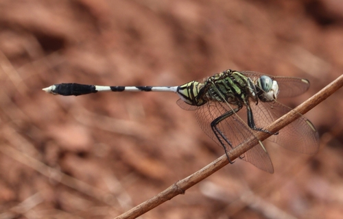 Slender Skimmer