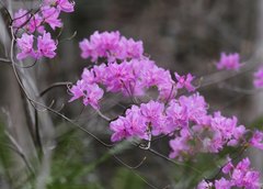 Rhododendron dilatatum dilatatum