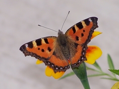 Aglais urticae chinensis